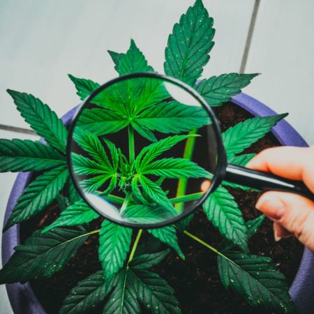 8 éléments clés à prendre en compte lors de l’expansion sur de nouveaux marchés du cannabis